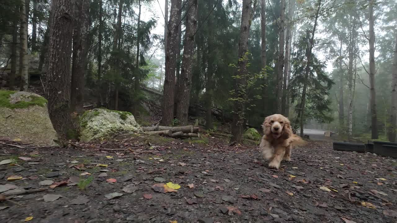 Happy dog running and sniffing the camera