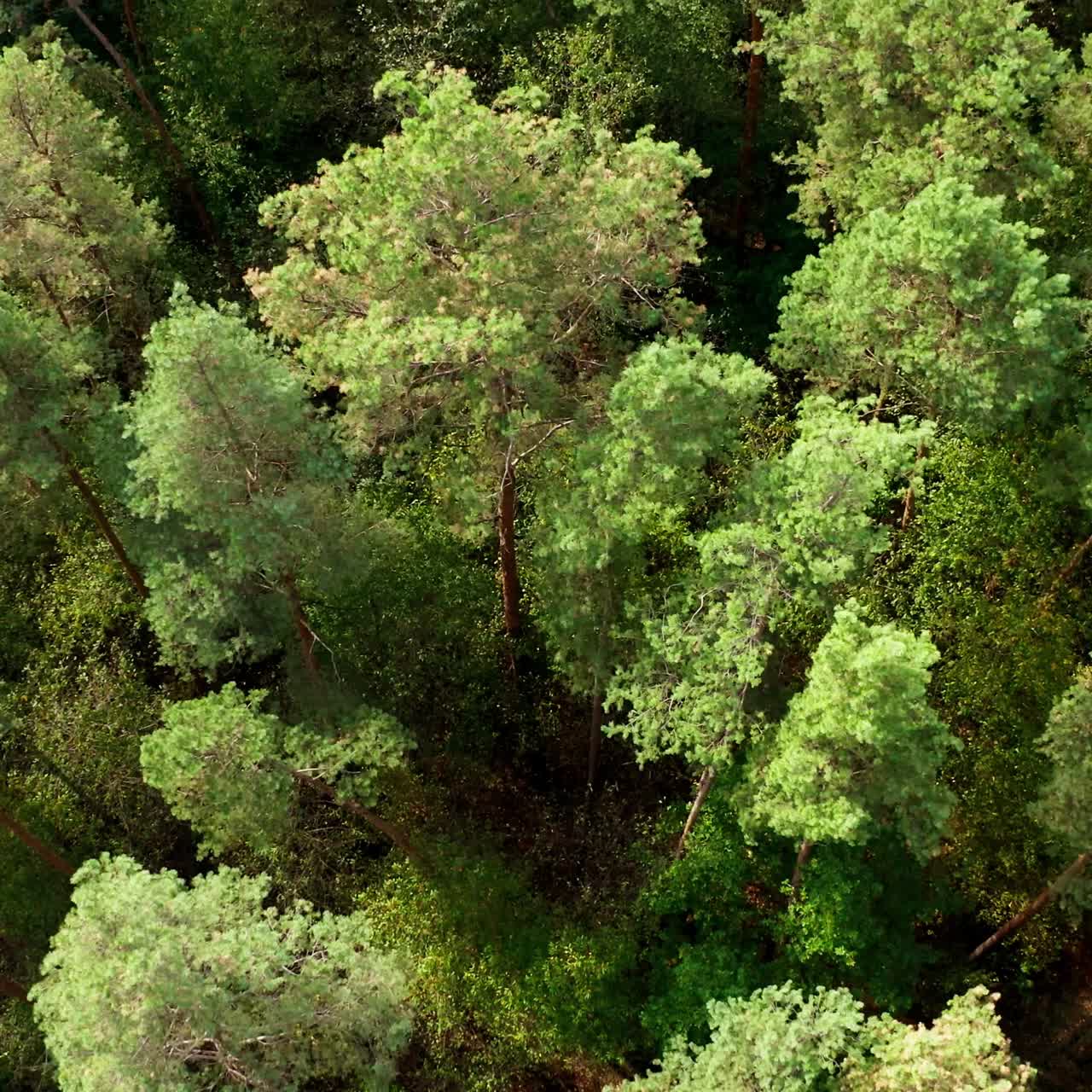 Tall pine trees. Green wood in summertime. Treetops in woodland. Beautiful landscape of the forest. Green nature background. Top aerial view.