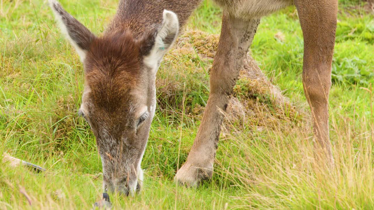 Red deer stag lowers head to graze in bright, natural daylight within green Highland meadow