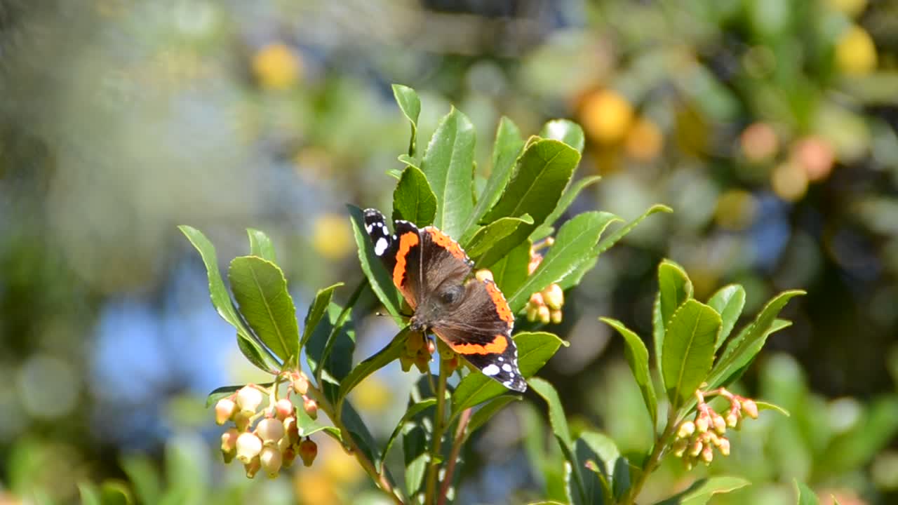 butterfly on flowers