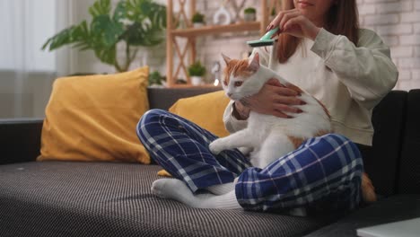 a woman takes care of her pet cat a woman is grooming her pet cat combing out its fur with a special brush the scene takes place in a cozy living room with indoor plants and bright decor