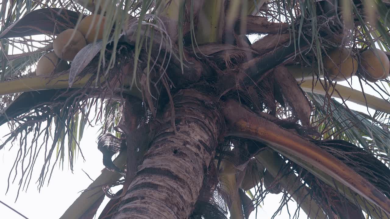 palmera de coco con follaje verde en el día vista de bajo ángulo