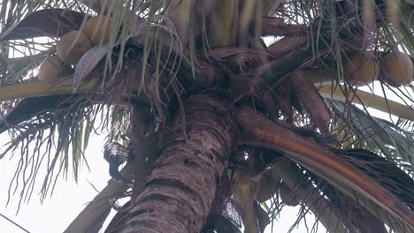 coconut palm tree with green foliage on day low angle view