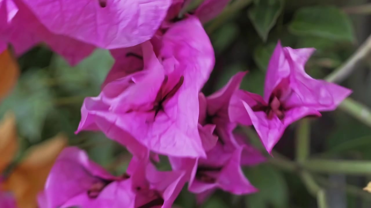 Primo piano di vivaci fiori di bouganville rosa e gialli