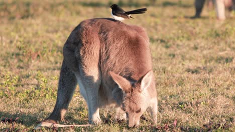 a kangaroo joey grazes in a sunlit field while a willie wagtail bird perches on its back. warm, natural lighting and steady camera
