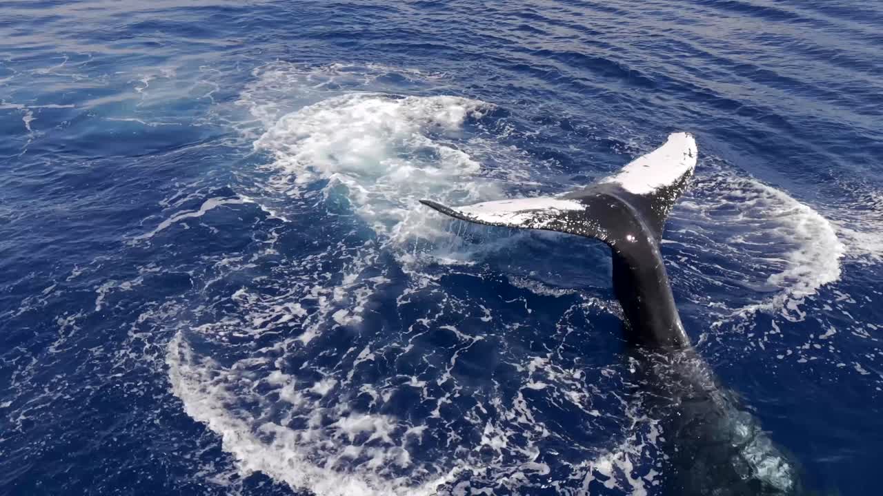 4K CGI aerial view of humpback whale tail slaps in the Pacific Ocean—ideal for marine wildlife, ocean behavior, and nature documentary footage.