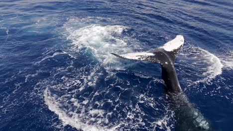 4k cgi aerial view of humpback whale tail slaps in the pacific ocean—ideal for marine wildlife, ocean behavior, and nature documentary footage.