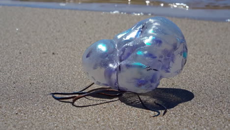 portuguese man o' war washed ashore on a sandy beach