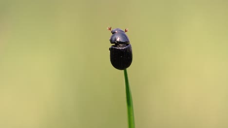 macro 4k shots of spring time grass and it's wild life