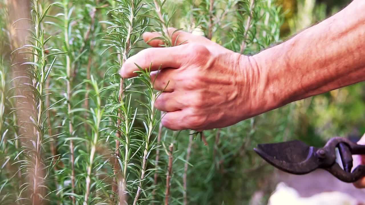 자연에서 신선한 녹색 식물을 확인하고 자르는 시골 남자의 클로즈업