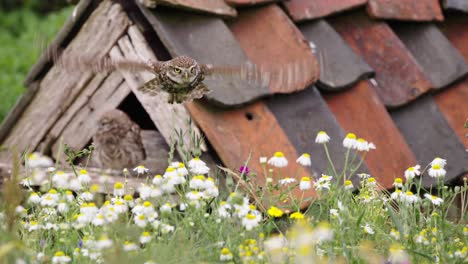 mom flies from little owl chick at owl house to land on wooden stump in meadow