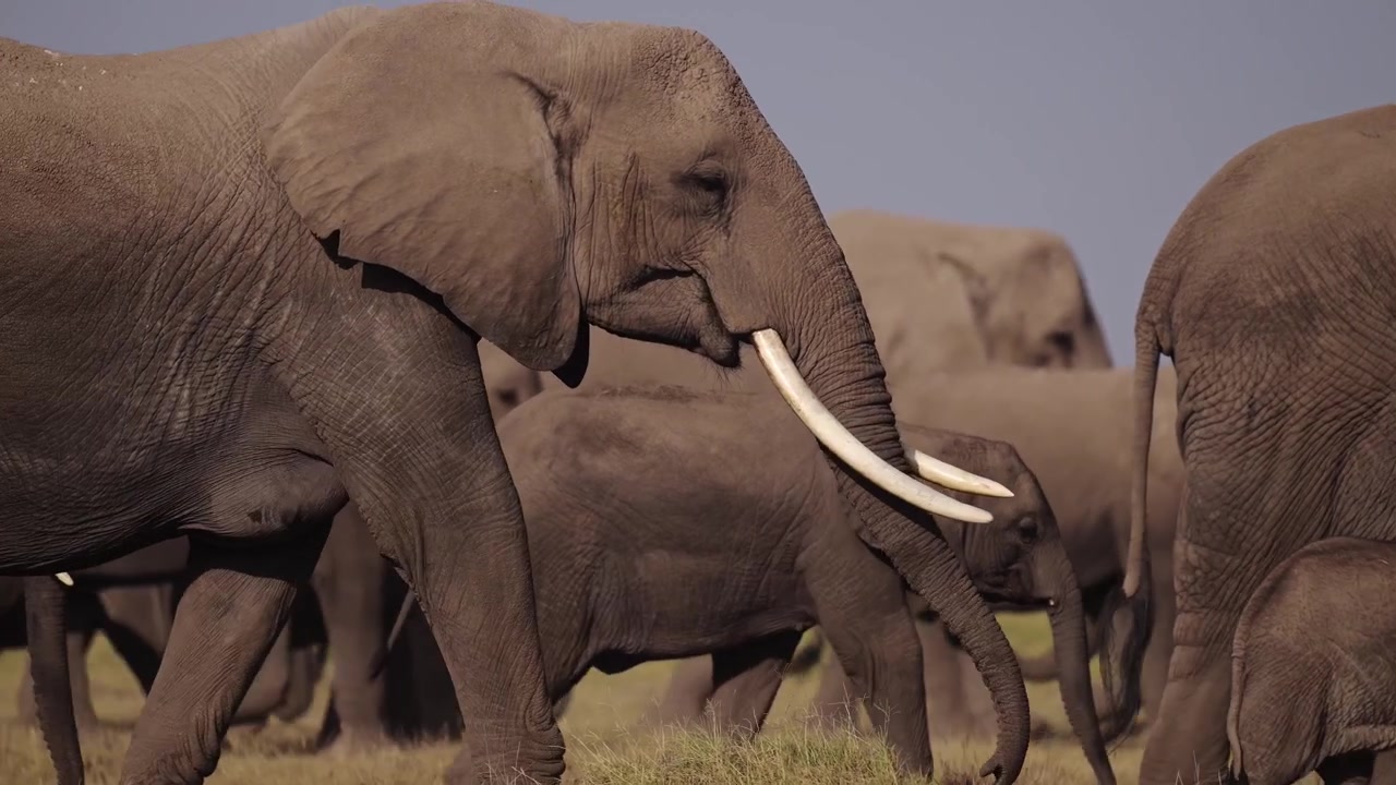 Elefantes africanos, grande manada familiar caminhando em fila, animais selvagens de safári no Quênia, muitos elefantes seguindo a matriarca em grupo em Amboseli.