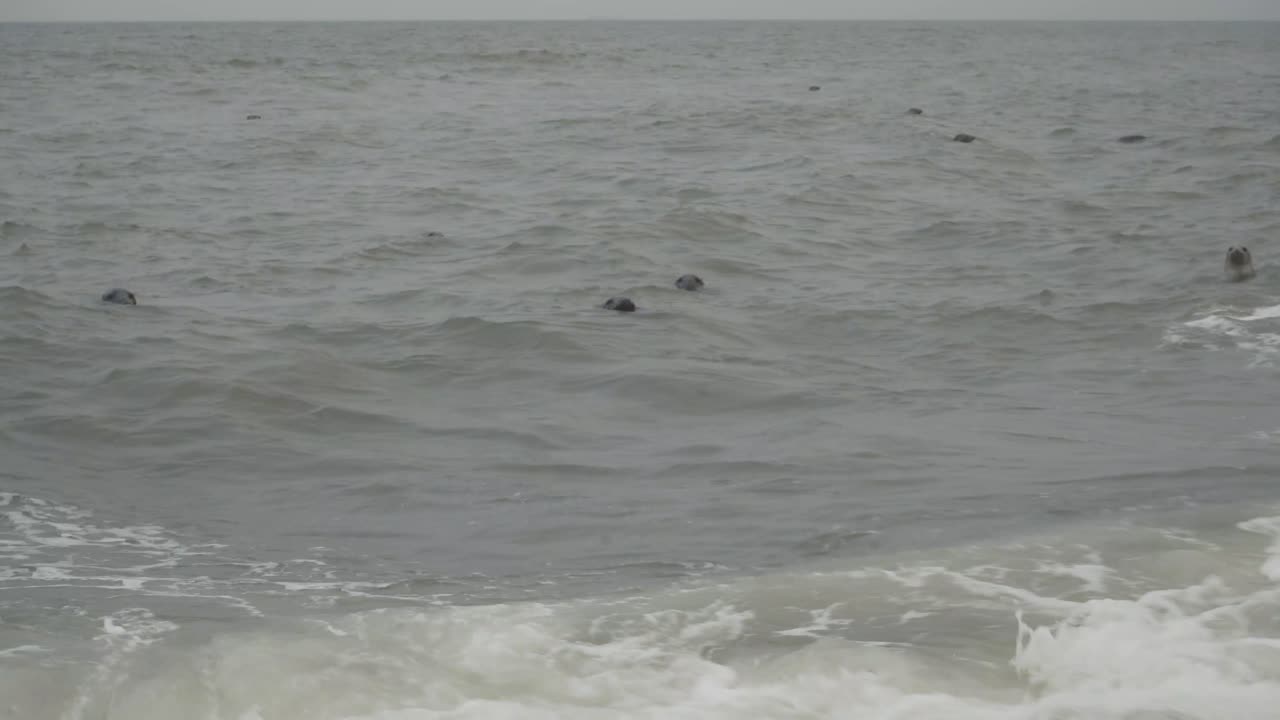 horsey gap england uk의 해변을 바라보며 해수면 밖으로 머리를 내밀고 있는 호기심 많은 물개 무리