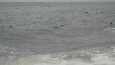 Manada-De-Focas-Curiosas-Con-La-Cabeza-Fuera-De-La-Superficie-Del-Agua-De-Mar-Mirando-A-La-Playa-En-Horsey-Gap-Inglaterra