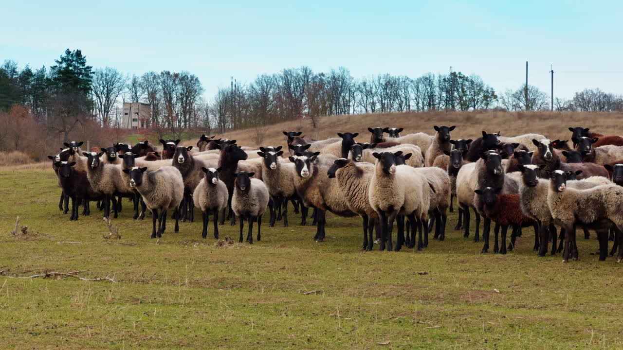 Flock of black-muzzled sheep stand calm in the field looking into camera. Autumn nature at backdrop.