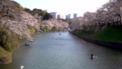 menschen in ruderbooten genießen einen ruhigen nachmittag auf einem fluss mit sakura-bäumen in japan