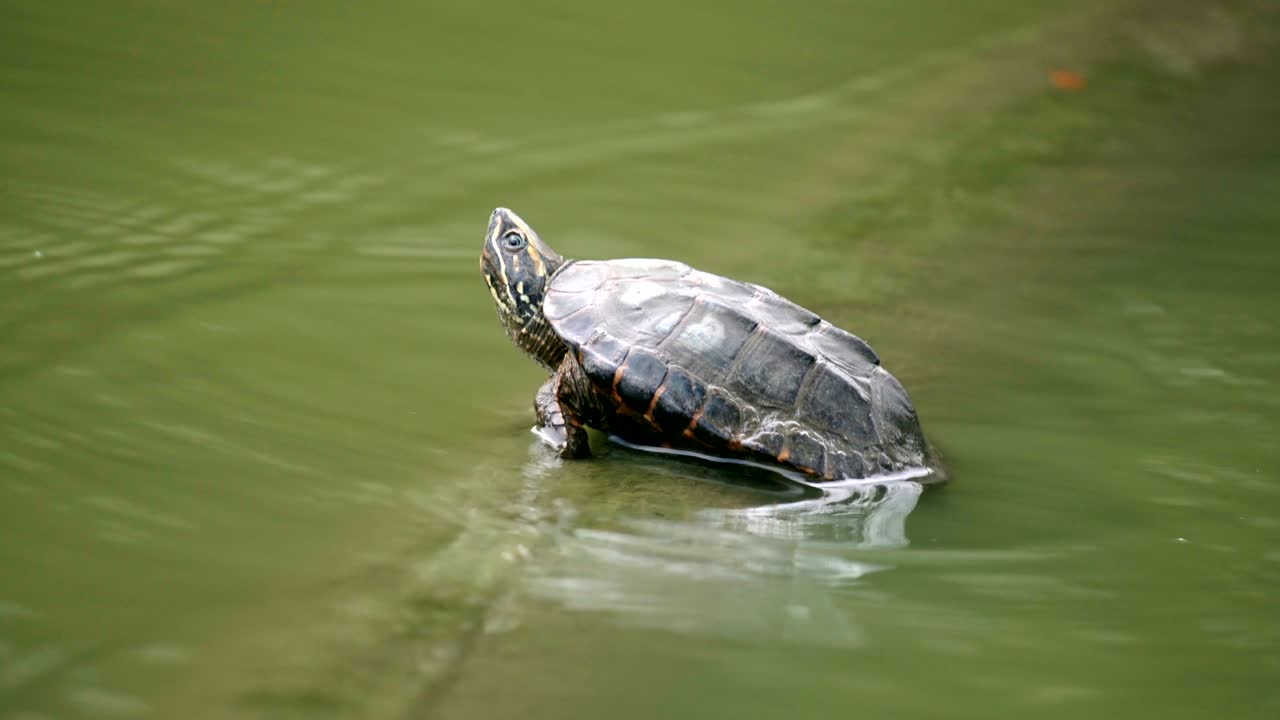 Cute small turtle sitting in a green water pond in a national park