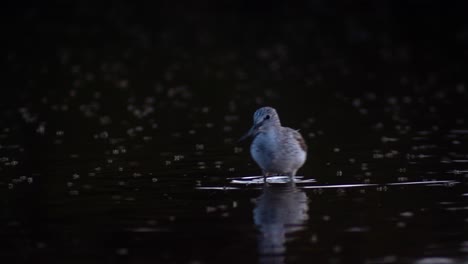 tracking shot of common greenshank bird eating insects flying above water