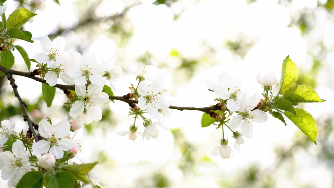 Captivating Blossom: A Close-up of Delicate White Cherry Flowers Adorning a Branch, Bathed in Soft Light, Signifying the Beauty of Nature in Springtime.