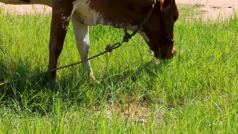 brown indian cow feeding on a fresh patch of green grass