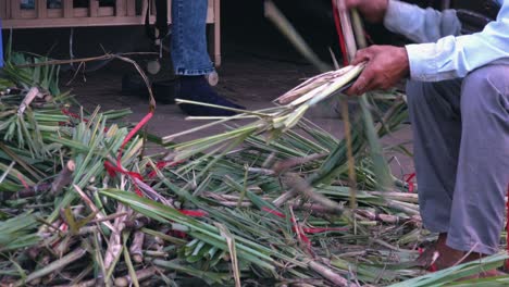 Trimming-Tip-of-Sugar-Cane-Leaves