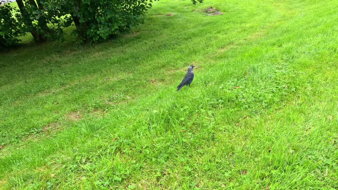 A single jackdaw bird walks slowly through a lush green field under daylight, with steady camera framing and soft natural lighting