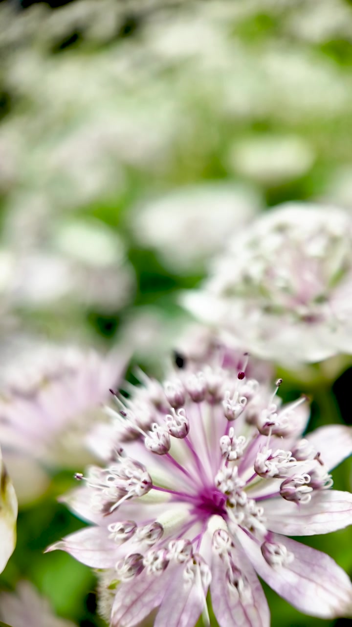 Rekaman makro yang menawan mengungkapkan detail rumit bunga Astrantia merah muda yang indah, menampilkan kelopak halusnya dan bagian tengah yang cerah. Video vertikal