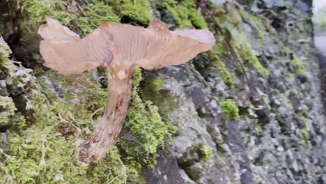 a mushroom with a small slug underneath cap growing from a stonewall near path in autumn