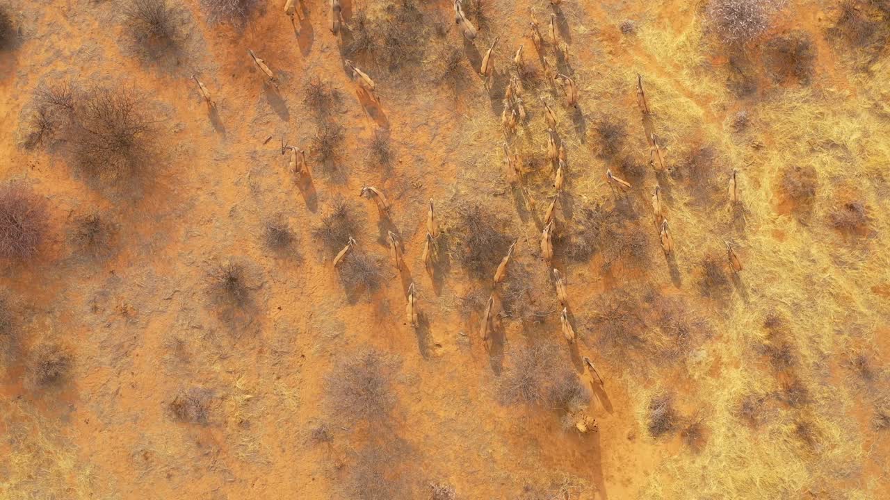 notable antena de drones directamente arriba sigue una gran manada de antílopes eland en la sabana de áfrica y una excelente toma de acción de safari de vida silvestre