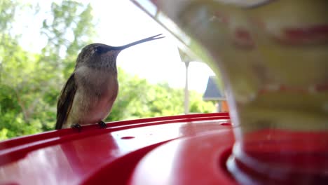 the best close up of a tiny fat humming bird with brown feathers sitting at a bird feeder in slow motion and taking drinks