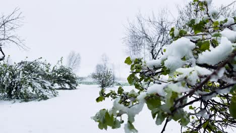 sudden snowstorm during spring, apple tree with green leaves in garden, latvia