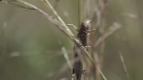 Frontal-view-of-locust-sitting-on-a-shaking-twig-or-blade-of-grass