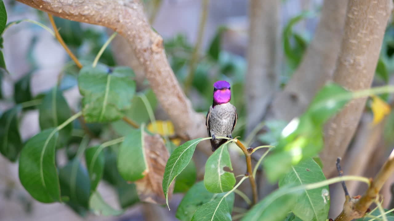 toma en cámara lenta de un impresionante colibrí annas rosa brillante sentado en una pequeña rama de árbol verde después de alimentarse de néctar en california