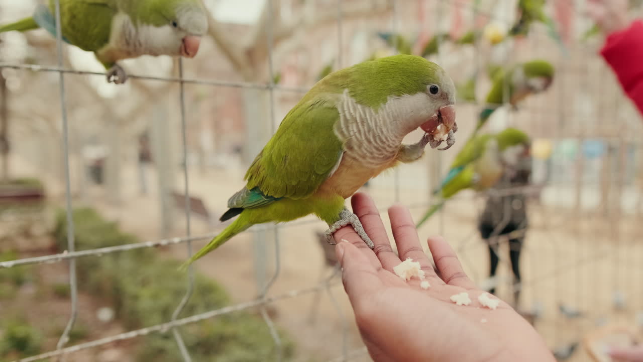 Parrocchetto monaco verde che mangia cibo dalla mano di una persona in un parco