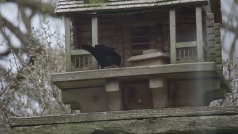 red-winged blackbird feeding from a wooden bird feeder house