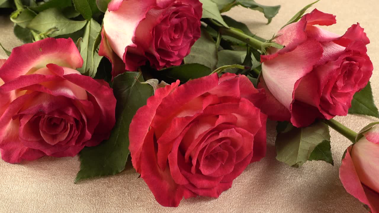 Filmagem de rosas vermelhas