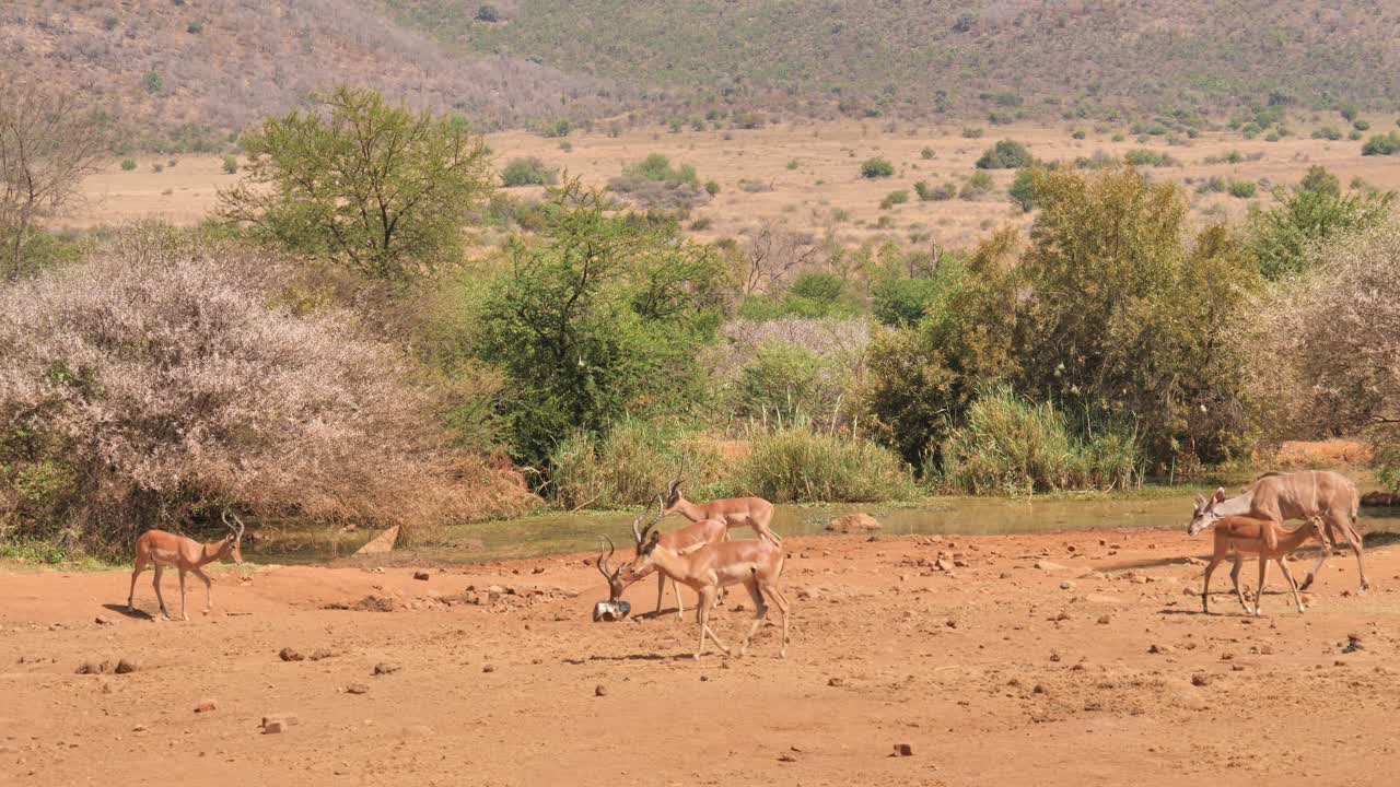 animales de la sabana africana por agujero de agua