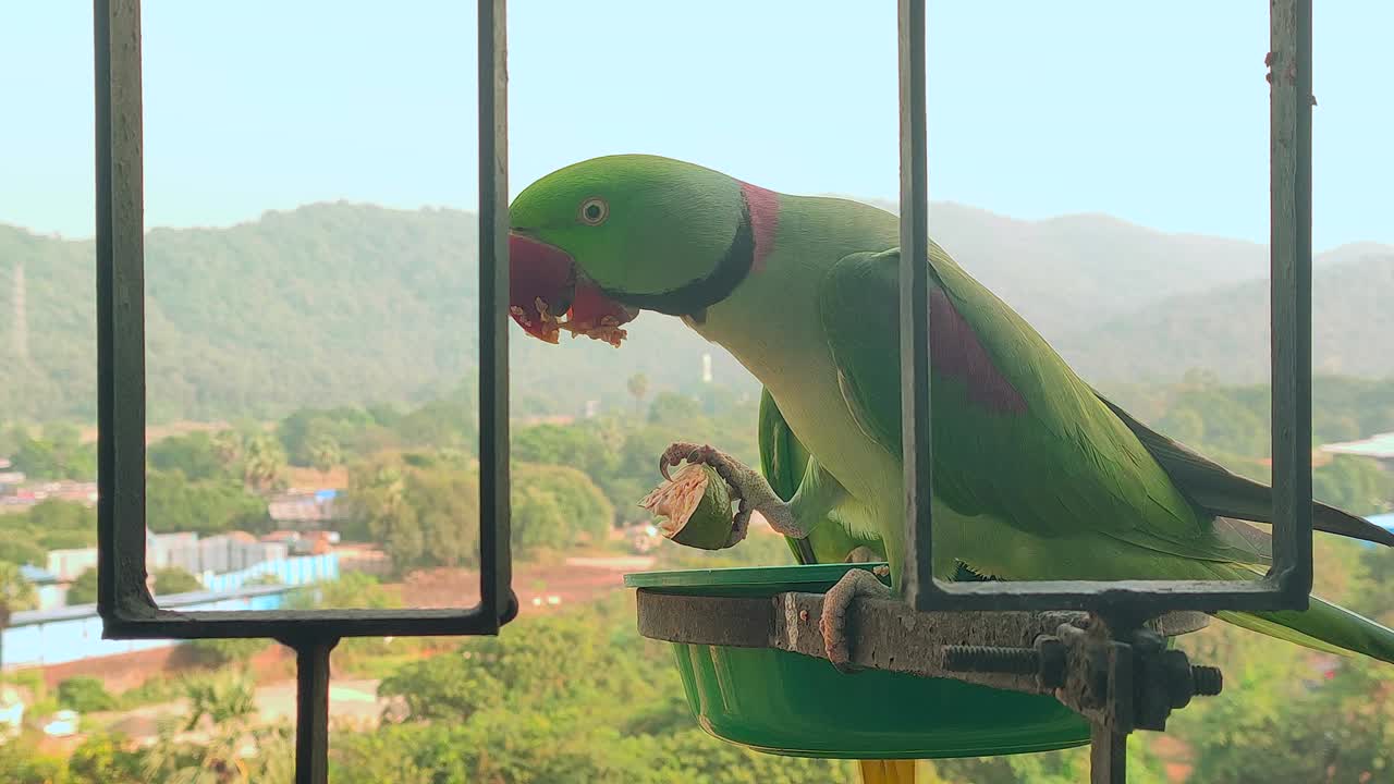 TWO PARROTS IN BALCONY EATING  short clip.