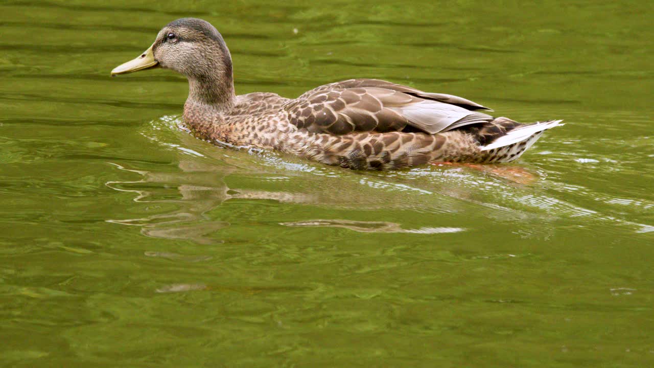 Female mallard duck glides calmly across green lake water, natural daylight, steady side view
