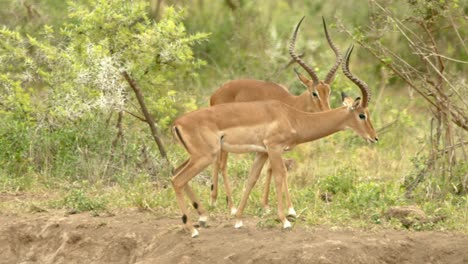 dos impalas caminando en la sabana del parque nacional tsavo en kenia