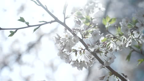 blooming sakura tree branches against bokeh background in tokyo, japan