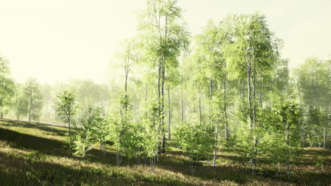 green birch forest at sunset
