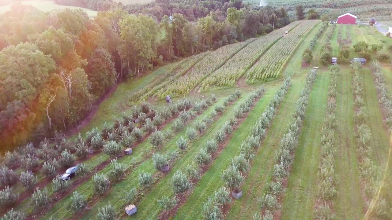 과수원 의 공중 에서 볼 수 있는 모습