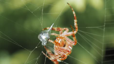 european garden spider on web wrapping its prey