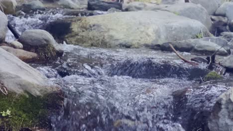 cinematic close-up booming up shot of fresh spring water flowing through the desert oasis at palm canyon near palm springs in southern california