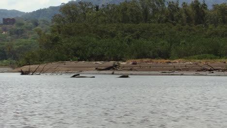 árboles-Muertos-Sumergidos-En-La-Orilla-Del-Río-Tarcoles-En-Costa-Rica