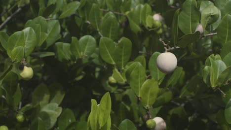 cocoplum or chrysobalanus plant with fruits on it