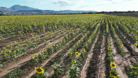 video with a drone flying over an extensive field of sunflowers at sunset on a blue sky with white clouds