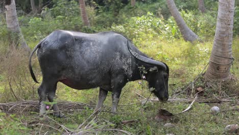 Erwachsener-Wasserbüffel,-Der-Gras-Frisst-Und-Tagsüber-Auf-Einem-Feld-In-Der-Nähe-Eines-Waldes-Weidet,-Südostasien,-Thailand