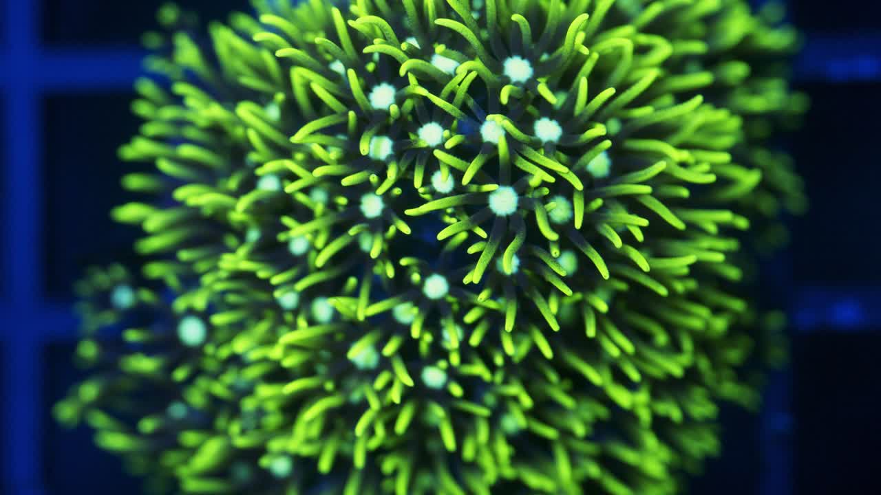 Macro shot of Pachyclavularia coral under actinic lighting, showing bright green polyps with blue bases and lime green centers in a reef aquarium